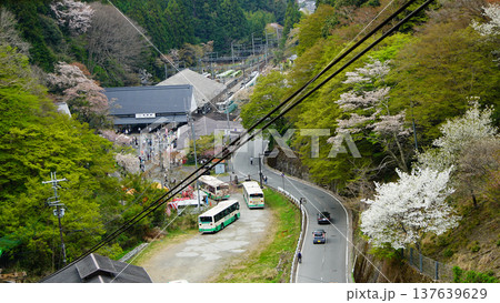 吉野山　桜　奈良県 137639629
