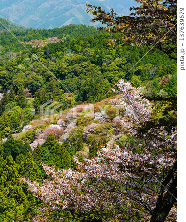 吉野山　桜　奈良県 137639679