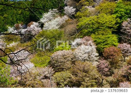 吉野山　桜　奈良県 137639683