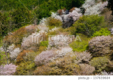 吉野山 桜 奈良県 吉野山 桜 奈良県 137639684