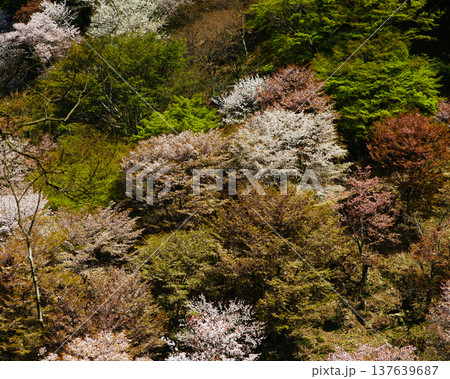 吉野山 桜 奈良県 吉野山 桜 奈良県 137639687