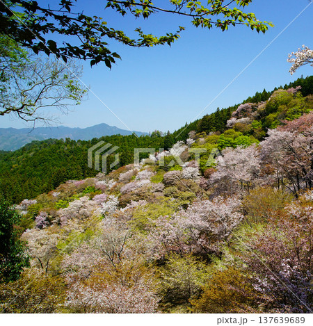 吉野山 桜 奈良県 吉野山 桜 奈良県 137639689
