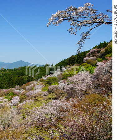 吉野山　桜　奈良県 137639690
