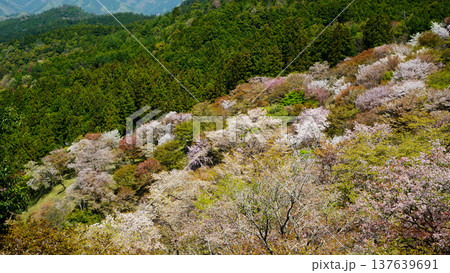 吉野山 桜 奈良県 吉野山 桜 奈良県 137639691