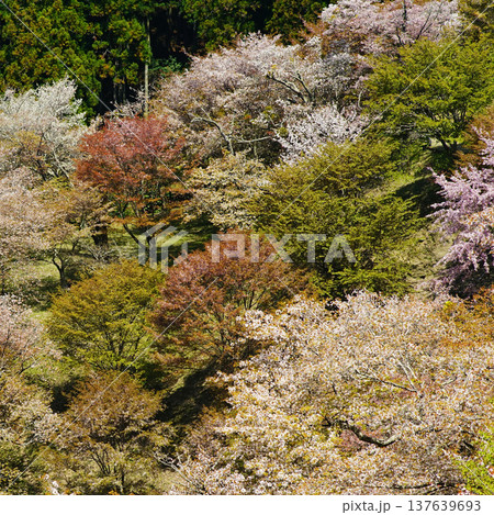 吉野山 桜 奈良県 吉野山 桜 奈良県 137639693