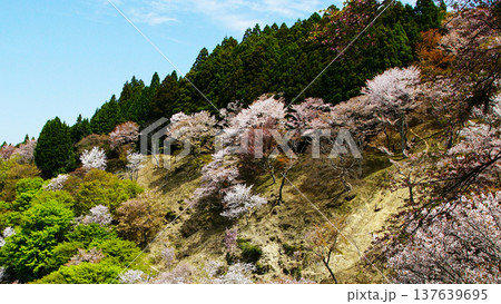 吉野山　桜　奈良県 137639695