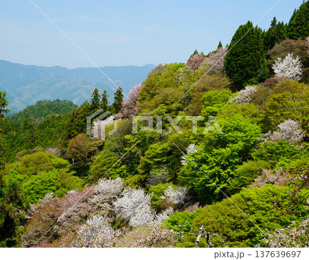 吉野山　桜　奈良県 137639697