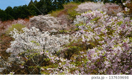 吉野山　桜　奈良県 137639698