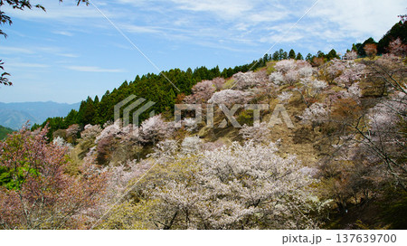 吉野山　桜　奈良県 137639700