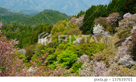吉野山　桜　奈良県 137639701