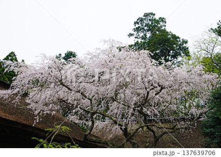 吉野山　桜　奈良県 137639706