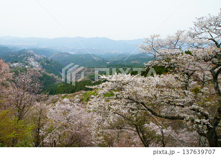 吉野山　桜　奈良県 137639707