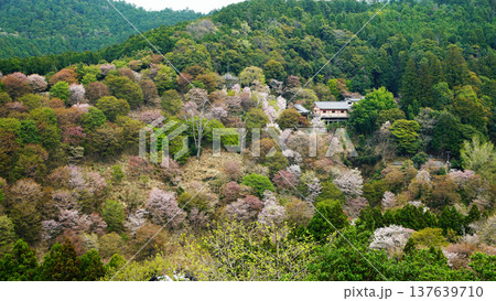 吉野山 桜 奈良県 吉野山 桜 奈良県 137639710