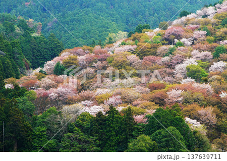 吉野山 桜 奈良県 吉野山 桜 奈良県 137639711