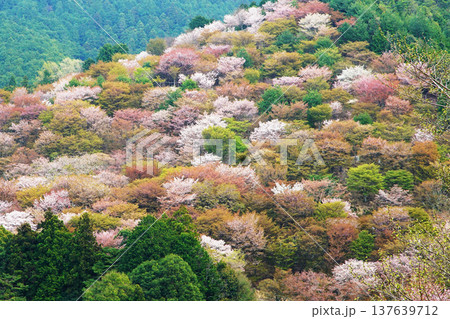 吉野山 桜 奈良県 吉野山 桜 奈良県 137639712