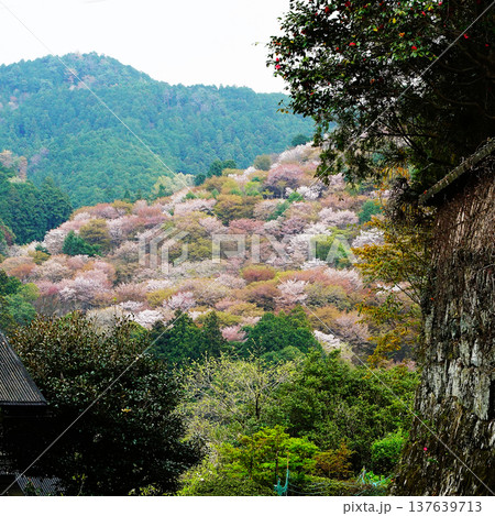 吉野山　桜　奈良県 137639713