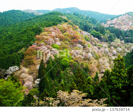 吉野山 桜 奈良県 吉野山 桜 奈良県 137639714