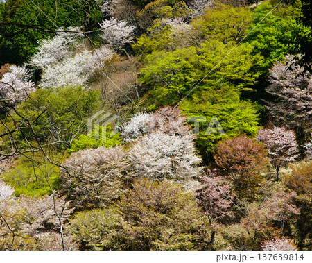 吉野山　桜　奈良県 137639814