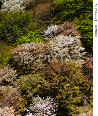 吉野山　桜　奈良県 137639815