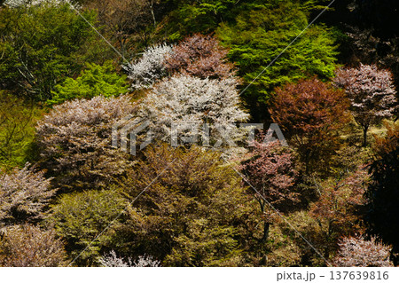 吉野山 桜 奈良県 吉野山 桜 奈良県 137639816