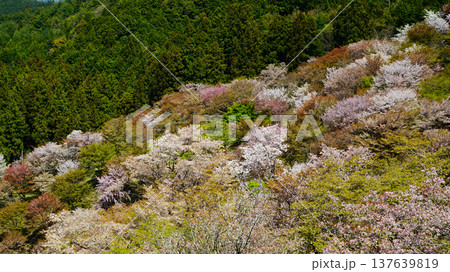 吉野山 桜 奈良県 吉野山 桜 奈良県 137639819