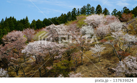 吉野山 桜 奈良県 吉野山 桜 奈良県 137639824