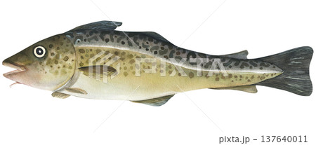 Cod fish (Gadus morhua) watercolor illustration. Hand drawn isolated on white background. For printing on fish products, design and typography Cod fish (Gadus morhua) watercolor illustration. Hand drawn isolated on white background. For printing on fish products, design and typography 137640011