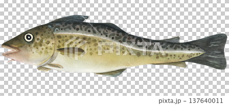 Cod fish (Gadus morhua) watercolor illustration. Hand drawn isolated on white background. For printing on fish products, design and typography Cod fish (Gadus morhua) watercolor illustration. Hand drawn isolated on white background. For printing on fish products, design and typography 137640011