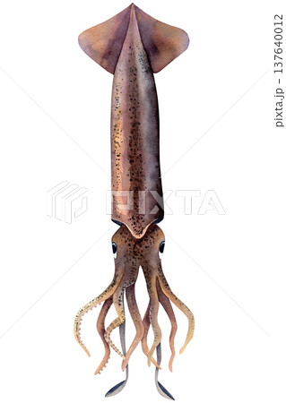 Commander squid (Berryteuthis magister). Watercolor illustration calamary hand drawn isolated on white background. For printing on fish products, food design and typography Commander squid (Berryteuthis magister). Watercolor illustration calamary hand drawn isolated on white background. For printing on fish products, food design and typography 137640012