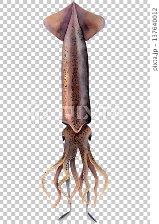 Commander squid (Berryteuthis magister). Watercolor illustration calamary hand drawn isolated on white background. For printing on fish products, food design and typography Commander squid (Berryteuthis magister). Watercolor illustration calamary hand drawn isolated on white background. For printing on fish products, food design and typography 137640012