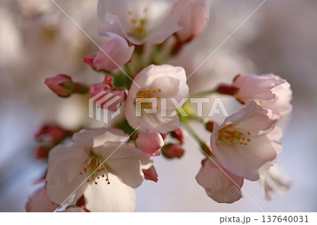 玉串川 桜 大阪 玉串川 桜 大阪 137640031