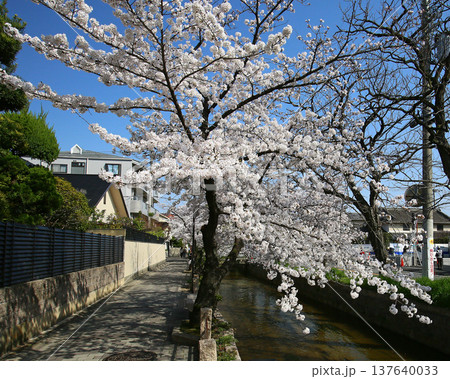 玉串川　桜　大阪 137640033