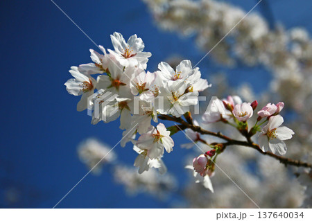 玉串川　桜　大阪 137640034