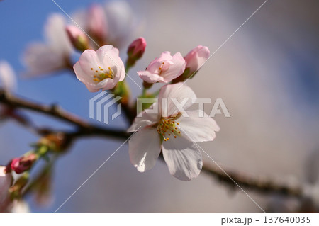 玉串川　桜　大阪 137640035