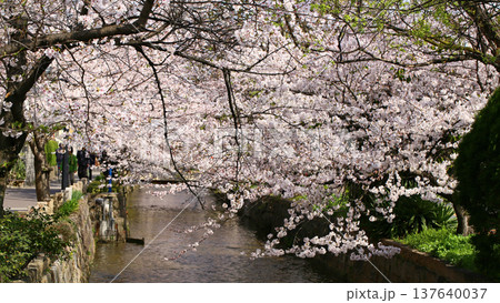玉串川　桜　大阪 137640037