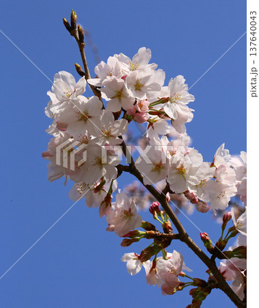 玉串川 桜 大阪 玉串川 桜 大阪 137640043