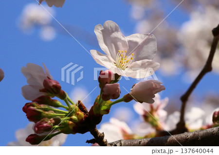 玉串川　桜　大阪 137640044