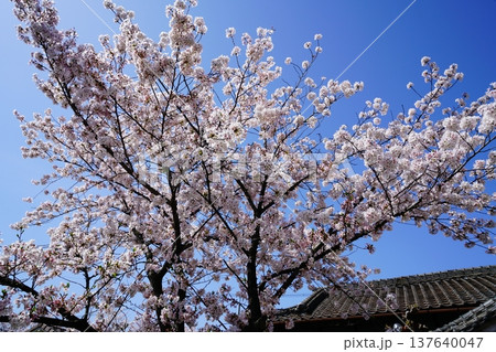 玉串川　桜　大阪 137640047