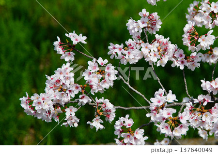玉串川　桜　大阪 137640049