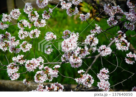 玉串川 桜 大阪 玉串川 桜 大阪 137640050