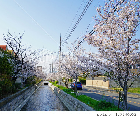 玉串川　桜　大阪 137640052