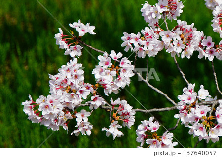 玉串川　桜　大阪 137640057