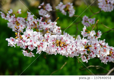 玉串川　桜　大阪 137640058