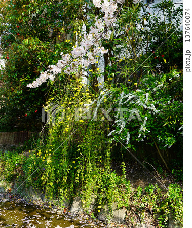 玉串川 桜 大阪 玉串川 桜 大阪 137640074