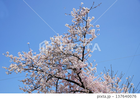 玉串川 桜 大阪 玉串川 桜 大阪 137640076
