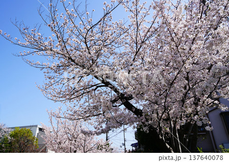 玉串川　桜　大阪 137640078