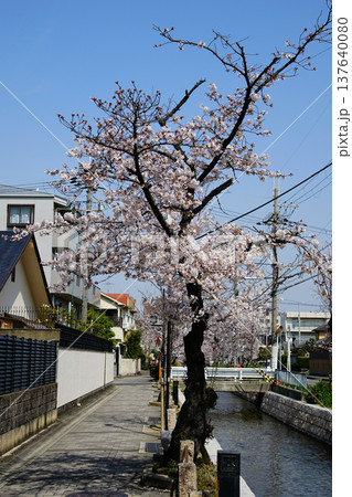 玉串川　桜　大阪 137640080