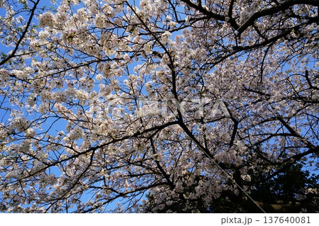 玉串川 桜 大阪 玉串川 桜 大阪 137640081