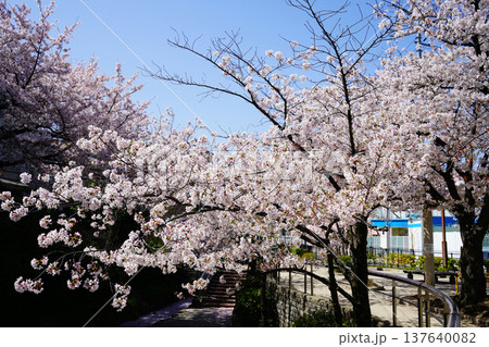 玉串川 桜 大阪 玉串川 桜 大阪 137640082