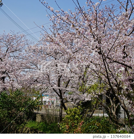 玉串川　桜　大阪 137640084